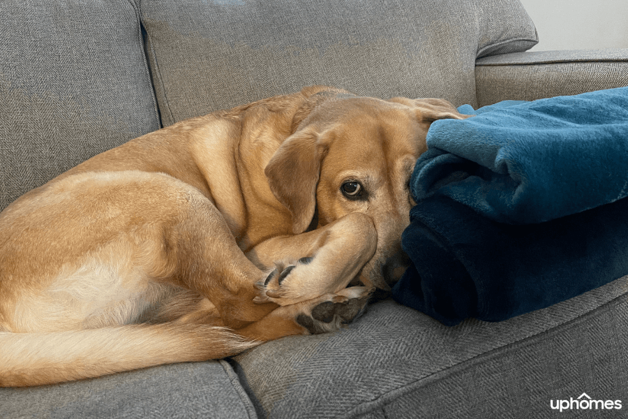 Anxious Dog Hiding face behind a blanket and avoiding the new home and new environment