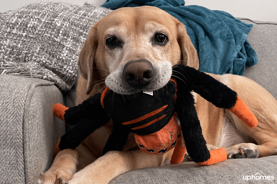 Anxious Dog with Anxiety Toy in His Mouth to calm anxiety