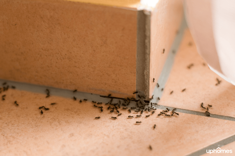 Ants inside the home crawling around the bathroom shower tile 