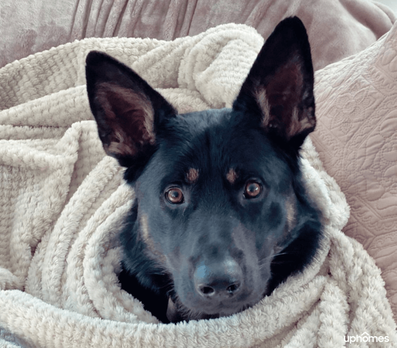 A dog wrapped in his favorite blanket in his dog bed