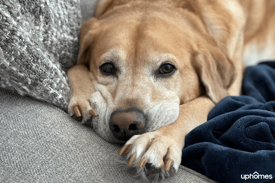 How to Treat Pet Anxiety - Dog with mushy lips looking anxious and scared