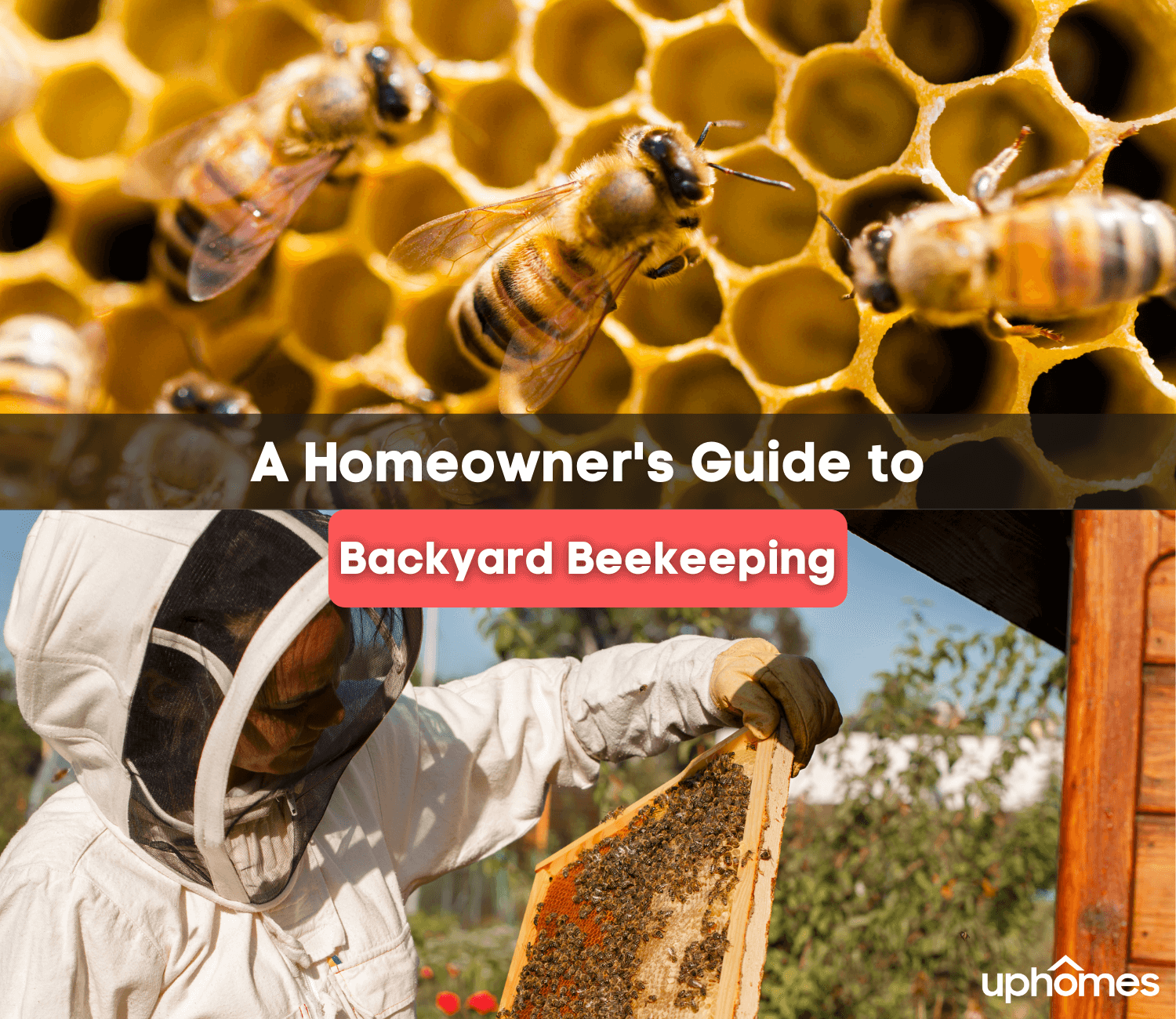 Backyard Beekeeping - What is backyard beekeeping and why keep bees in the first place?