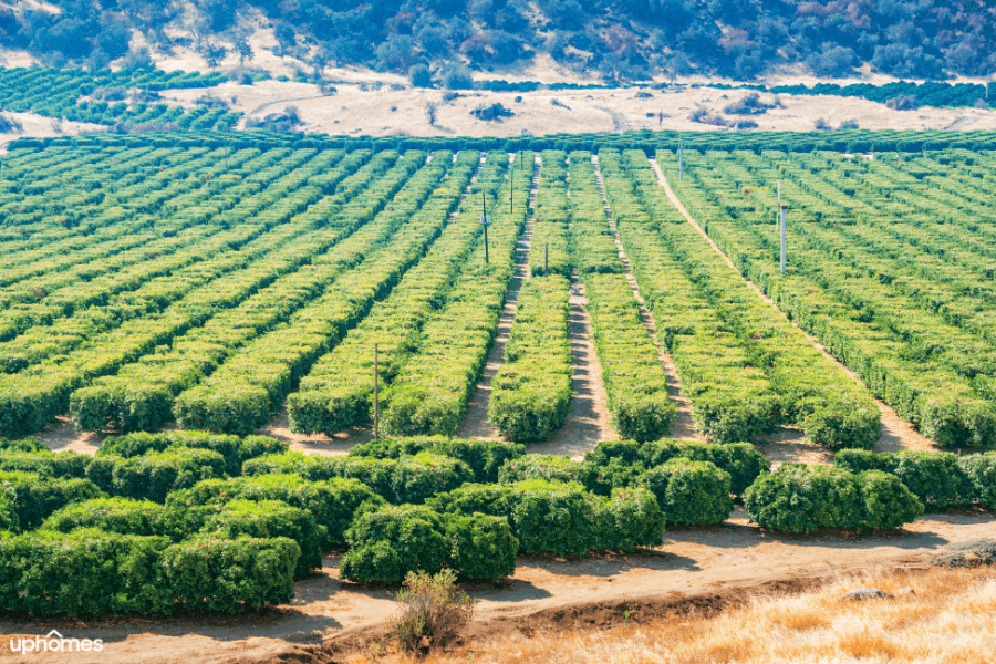 Winery and vineyard in Bakersfield, California