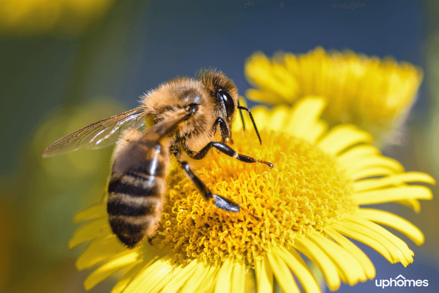 A close up photo of a bee on a sunflower in the sun