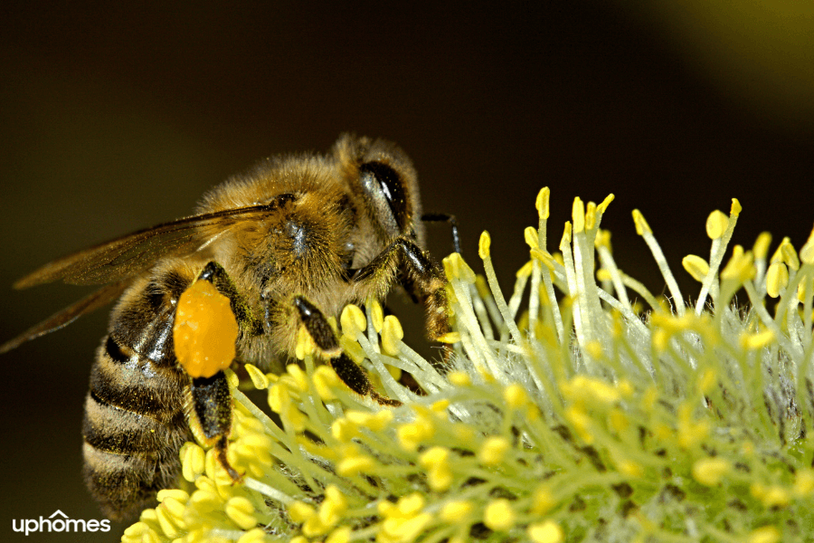 Bee pollinating flowers and plants keeping the circle of life going