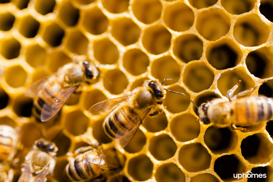 Bees in a beehive in a backyard