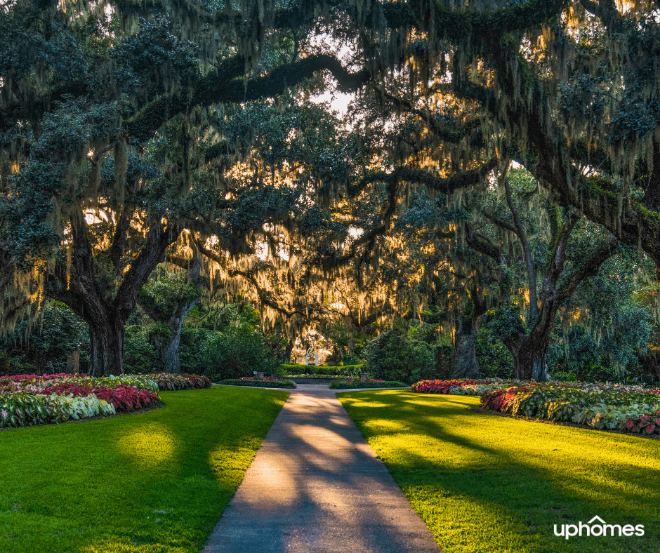 Best Places to Live in South Carolina - Weeping Willow Trees