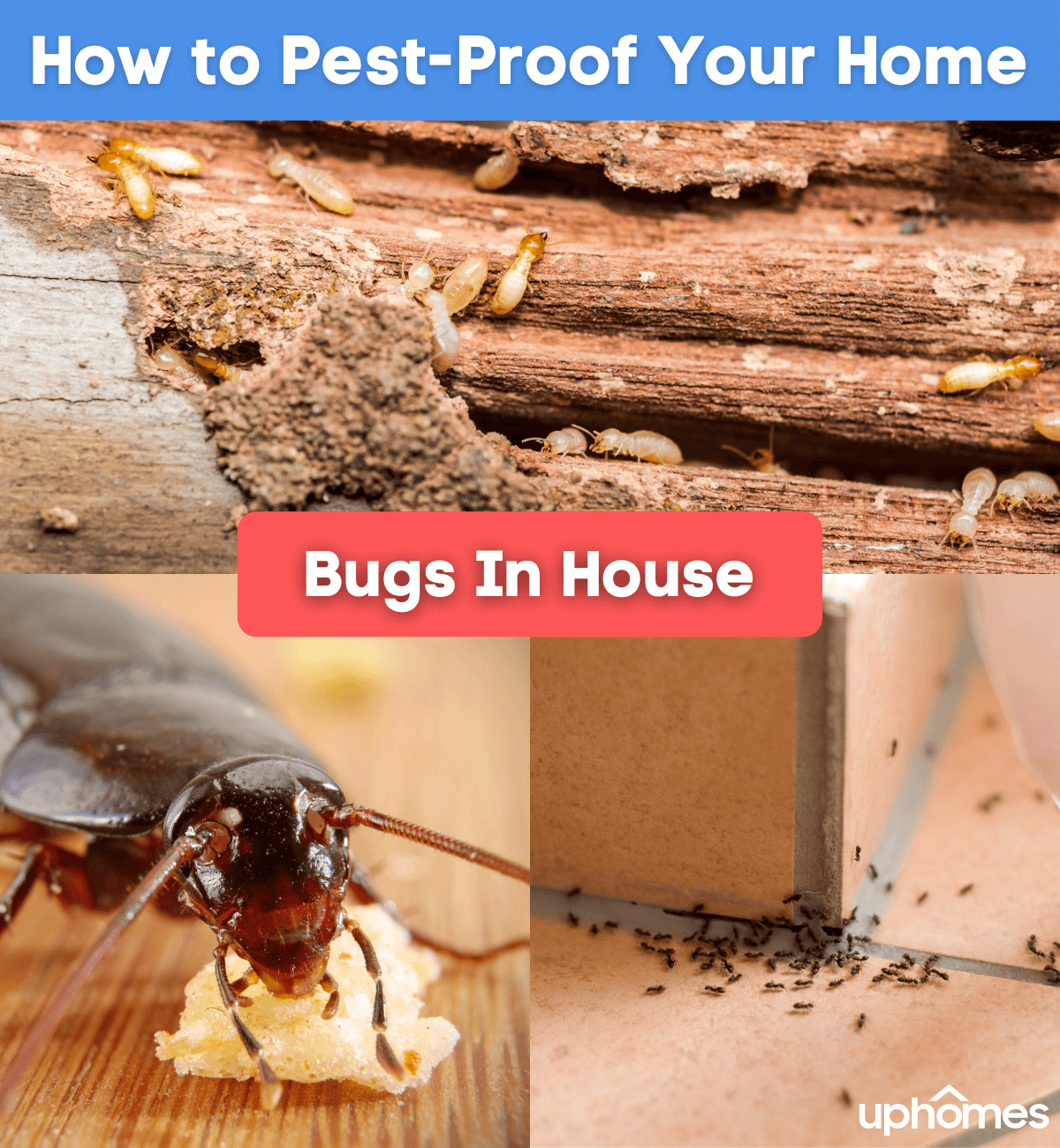 Bugs in House How to PestProof Your Home