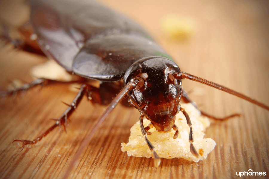 Cockroach eating food on the kitchen floor inside a home