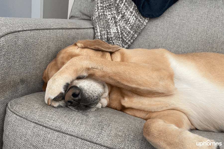 Dog covering eyes as an anxious pet encountering a new home and new surroundings is nervous and scared