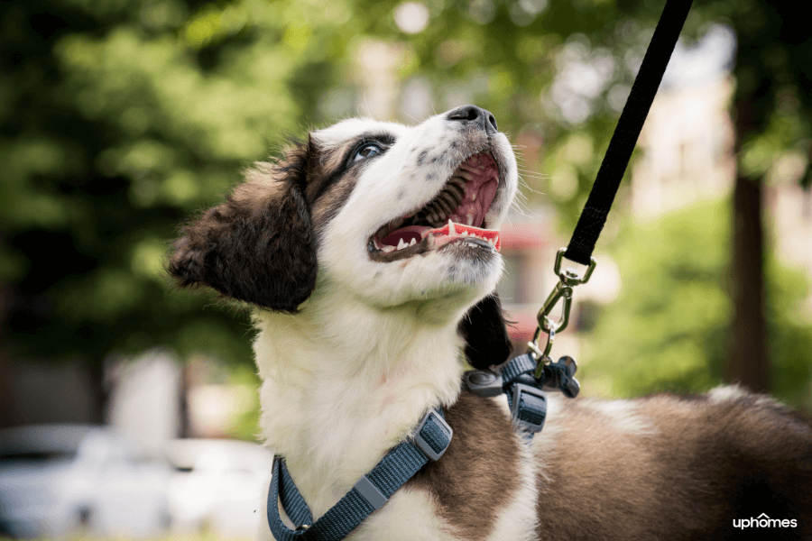A dog excited and ready for a walk on a leash and looking up at the owner with mouth wide open and happy