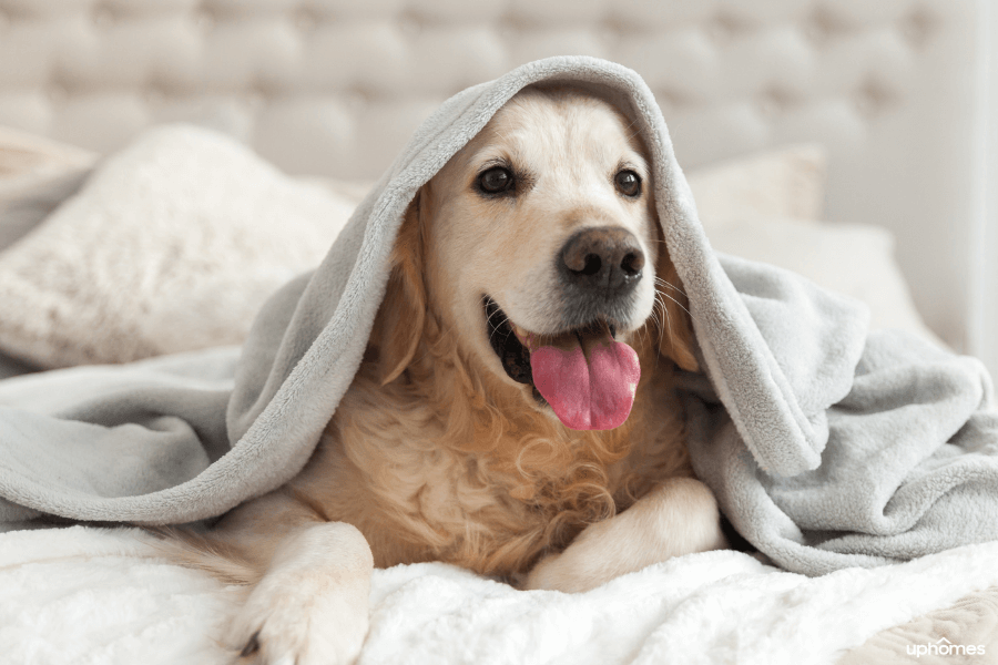 Dog under blanket on the owners bed after being rescued from a foster home