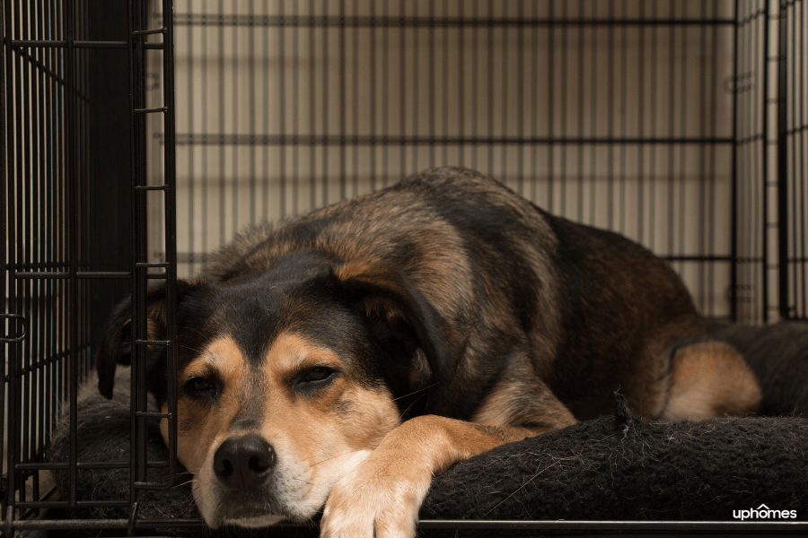 Preparing your home for fostering a dog you will need a dog crate 