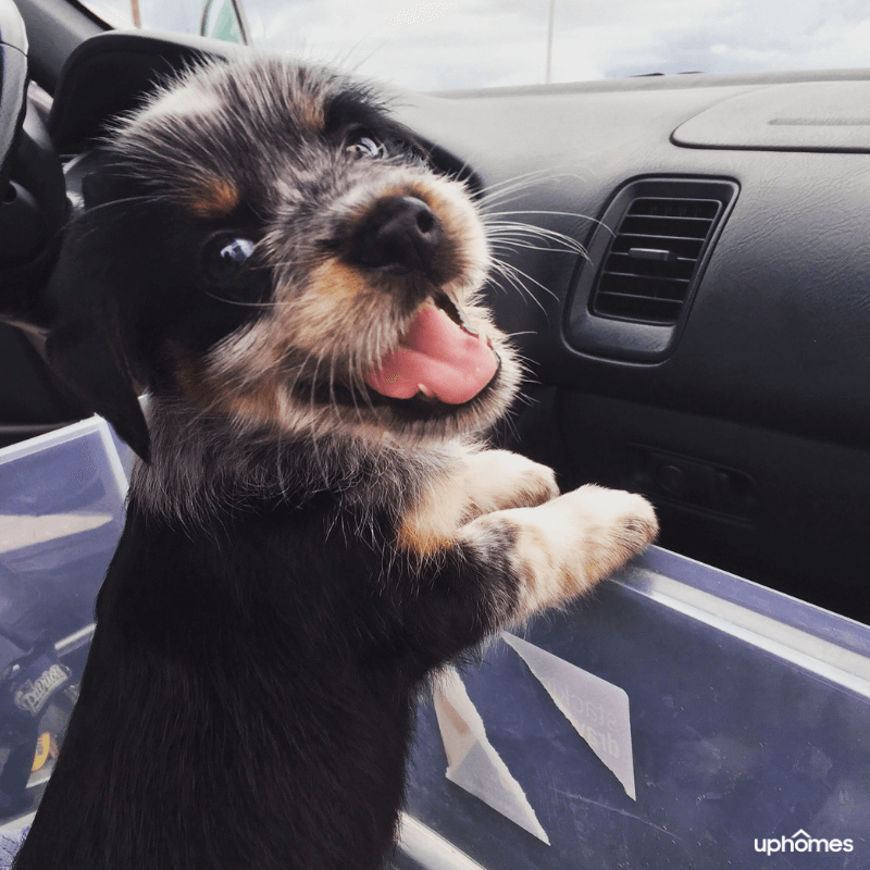 Excited Dog Moving to a New Home in the front seat of a car with a big smile and happy