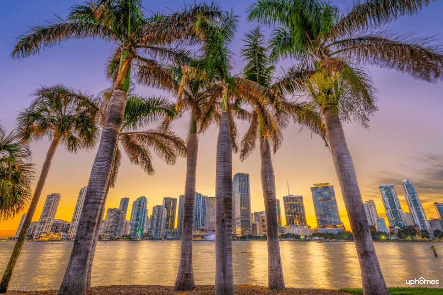 Florida palm trees with the downtown Miami skyline and water in the foreground