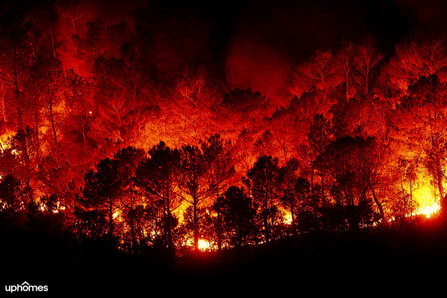 A wildfire started in the forest by people and set the woods on blaze