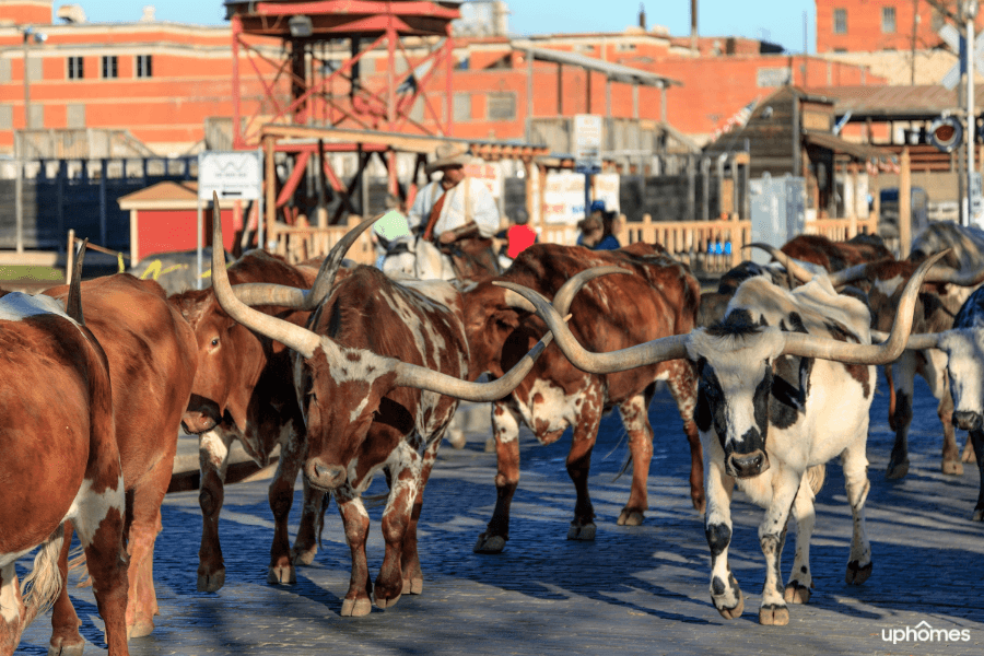 Cattle walking down a Fort Worth TX street
