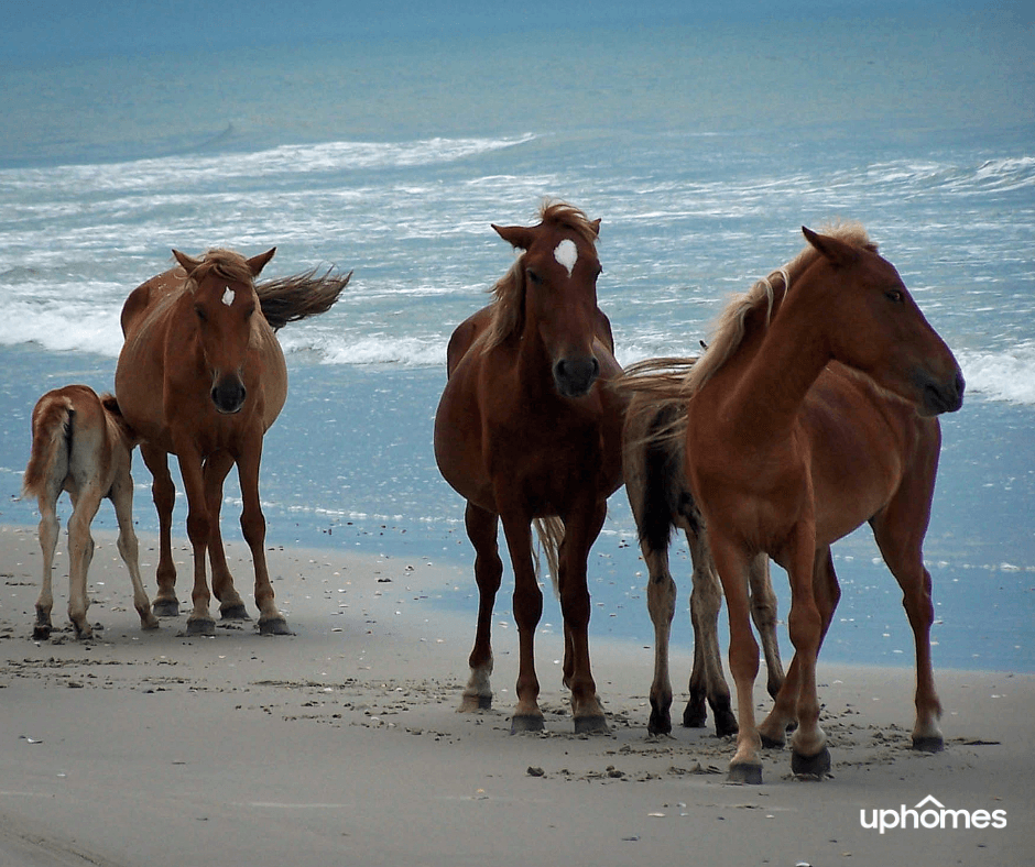Horses on the Beach at The Outer Banks NC - Wild Horses in OBX