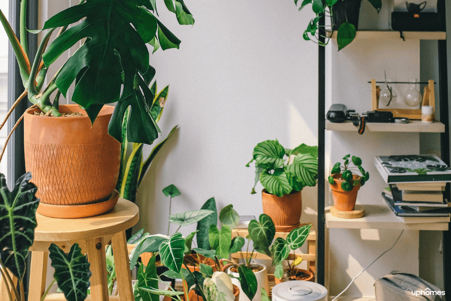 A picture with a lot of house plants in one room ready for their next home