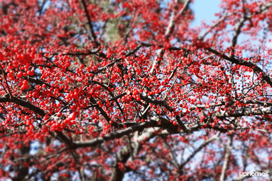 Ithaca cherry tree in the fall time