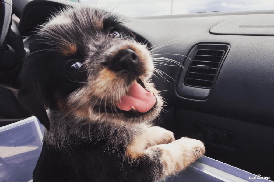 A dog named Max on his way home from an animal shelter after being rescued and fostered