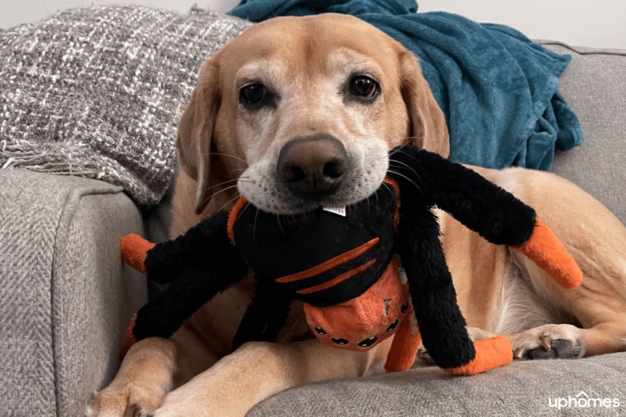 New puppy dog with toy in his mouth as a part of the must have pet products for new pet owners