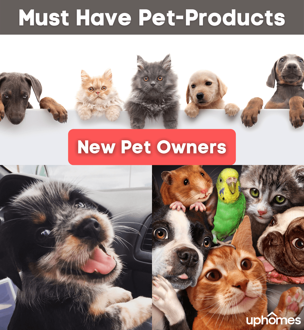 Photo of New Pets with dogs, cats, bird, puppies and more - Must have pet product for new pet owners!