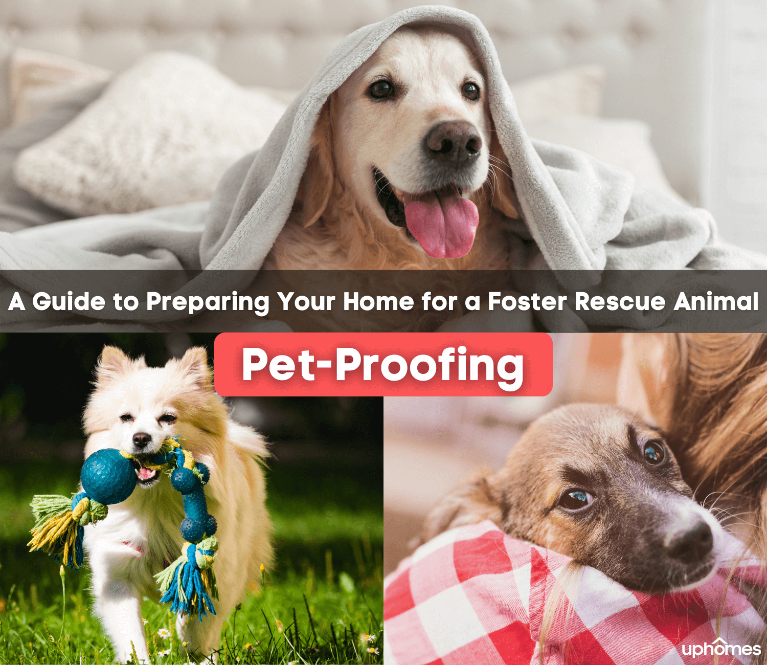 Pet-Proofing Your Home - A Guide to Preparing your home for a Foster Rescue Animal