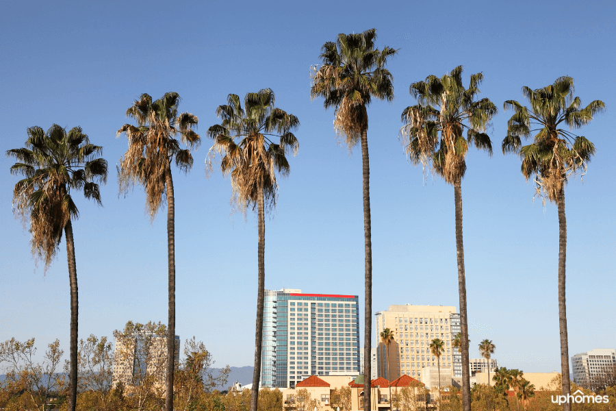 San Jose palm trees with downtown skyline and buildings in background