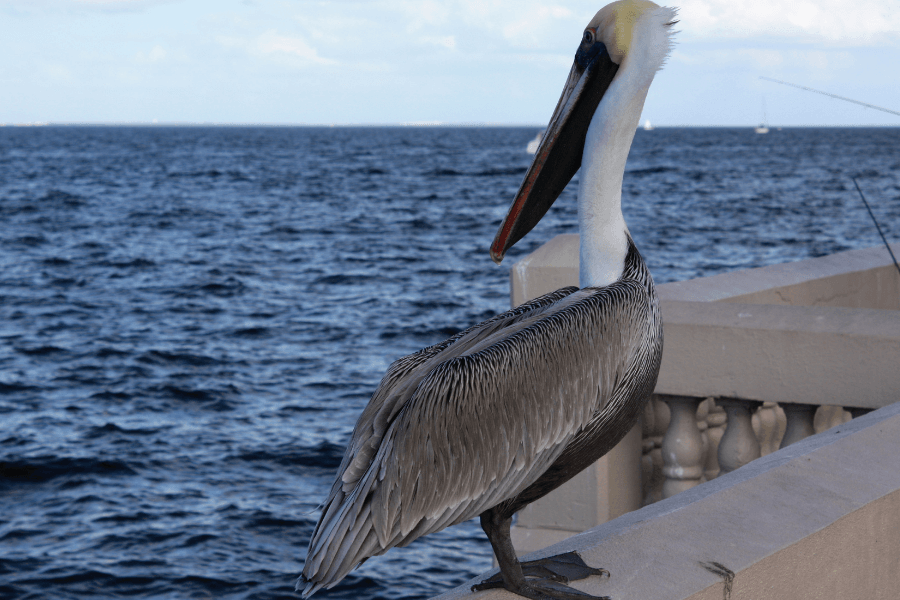 A florida bird on a boat overlooking the water in the St Petersburg area of Florida