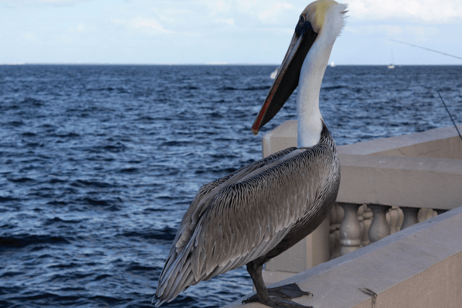 St Pete bird in florida overlooking the water and resting on the boardwalk