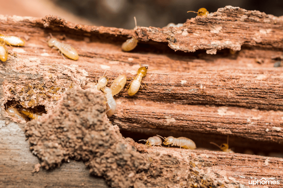 Termites eating wood that could be used inside the home to build the structure