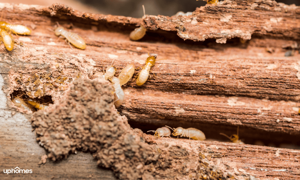 Due Diligence in Real Estate to ensure there are not pests or termites in the home