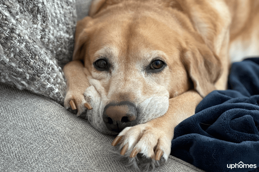 Nervous sales labrador retriever