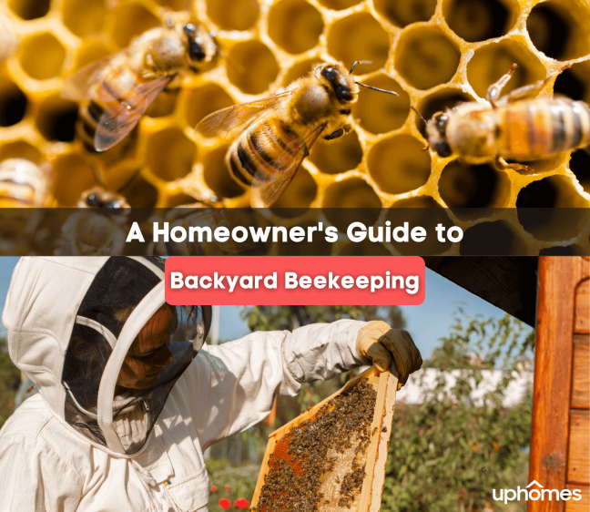 Homeowner’s Guide to Backyard Beekeeping