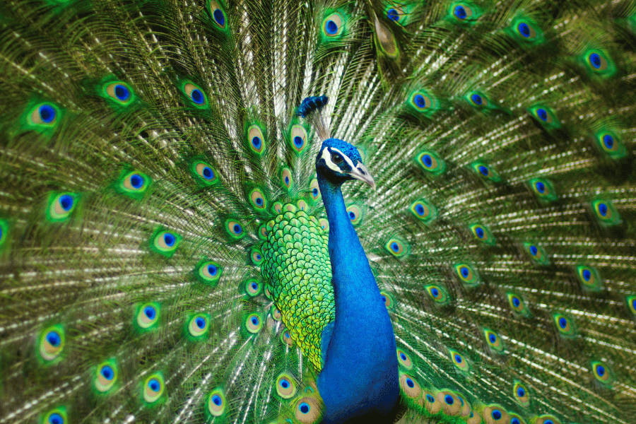 Close up image of Peacock with colorful feathers