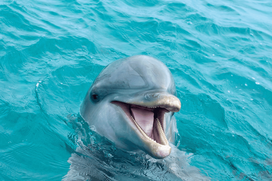Happy dolphin in the ocean above water with mouth open