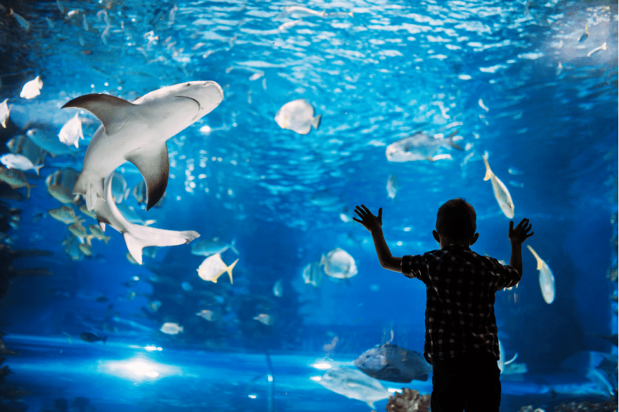 kid at an aquarium with fish and a shark