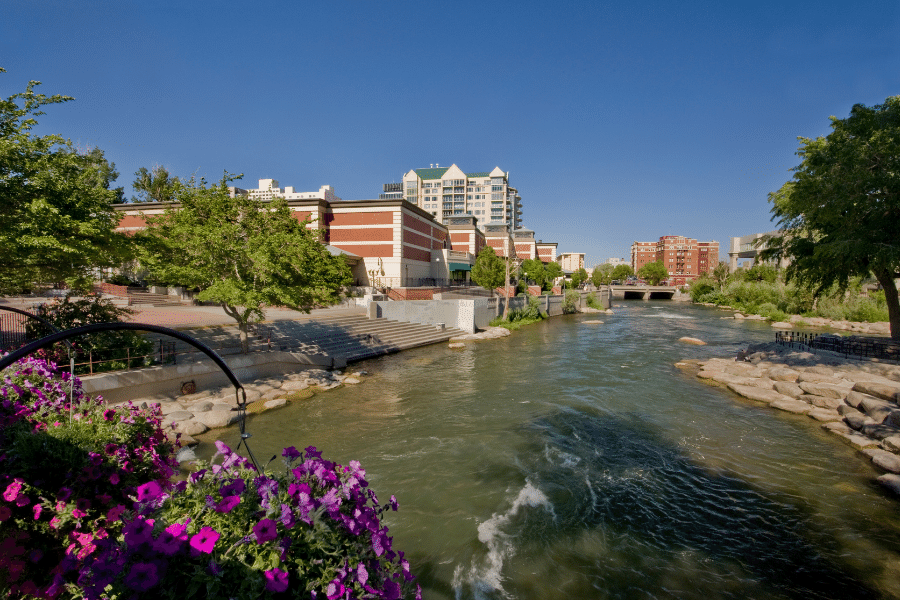 The Truckee River in Reno, Nevada with purple flowers 