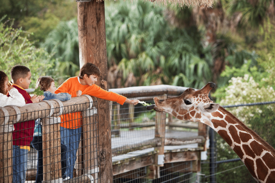 Zoo giraffe kids food treats 