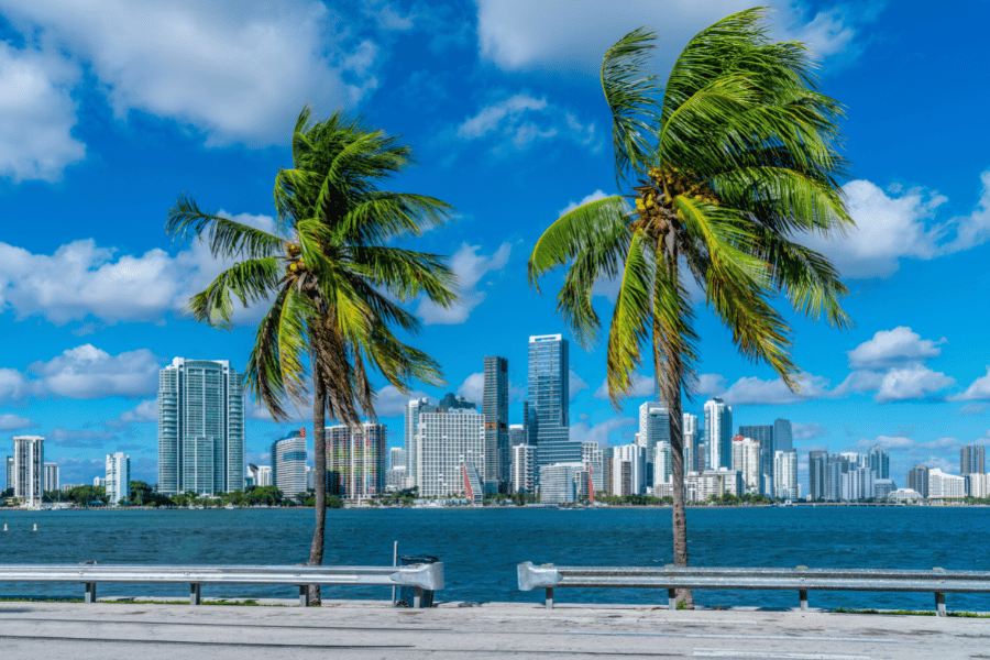 palm trees in Miami with the city in the background