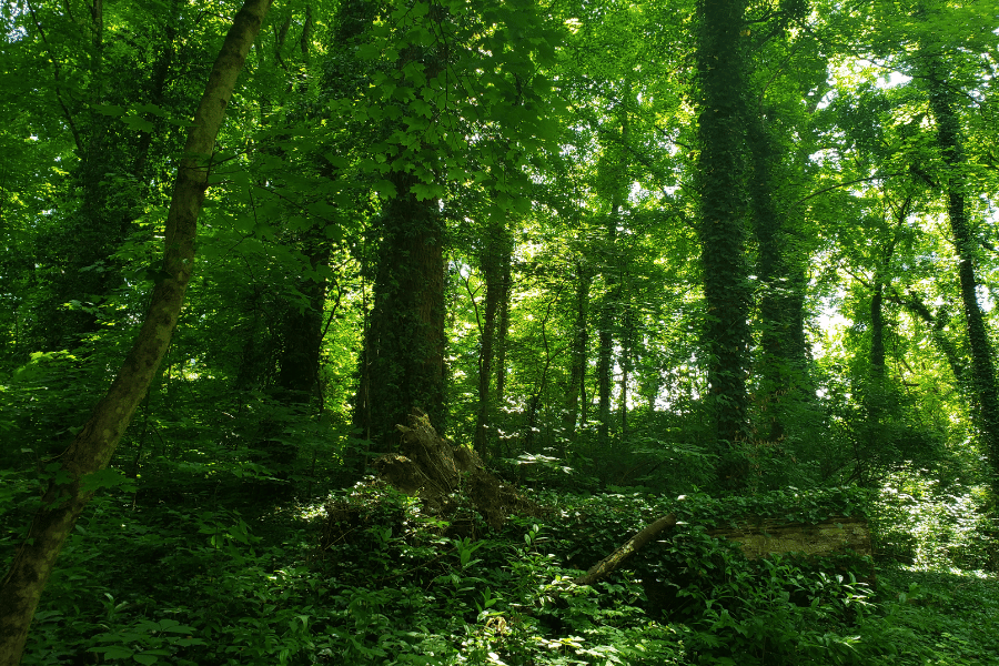 green forest with lots of trees in Knoxville