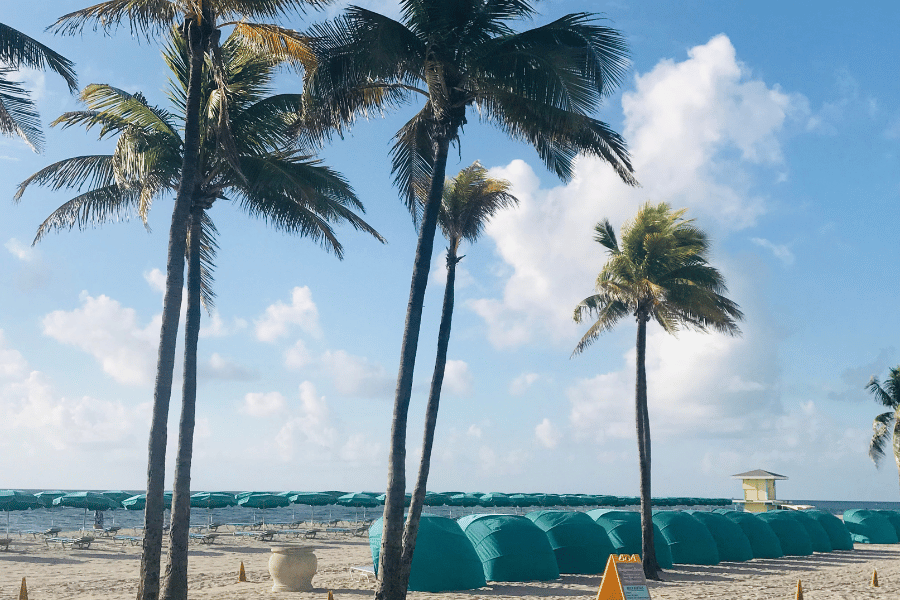 Three palm trees in Hollywood Beach, FL near umbrellas