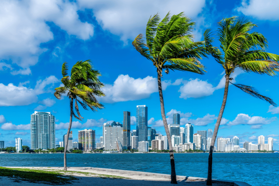 Sunny Miami, Florida, with three palm trees and the skyline near the water