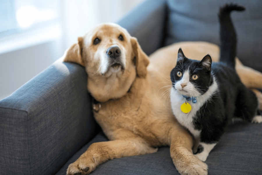 Cute tan dog and black and white cat sitting on the living room couch