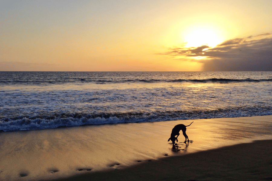 Dog playing on the beach near the water during sunset