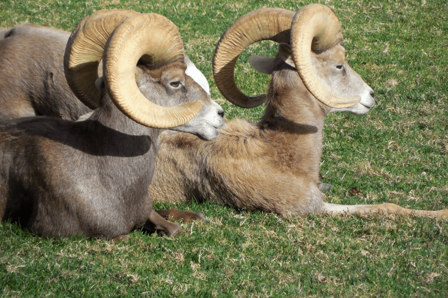 Big Horn Sheep found at Hemenway Park in Boulder City, NV