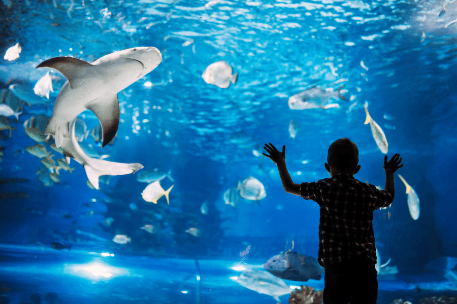 Little kid looking at a shark and fish at the SEA LIFE Arizona Aquarium in Tempe, Arizona 