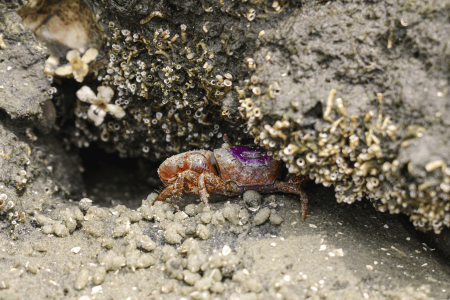 small crab on the beach near the rocks in the sand