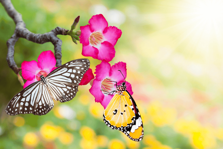 butterflies on a desert rose 